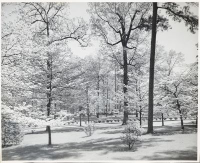 emory university (image)