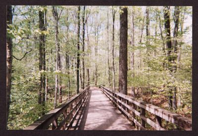 wooded area with wooden footbridge photograph, april 2004 (image)