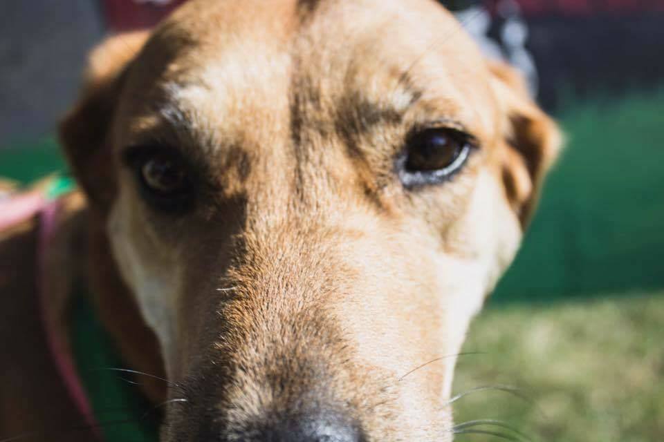 Close-up of a Dog's Face Photograph