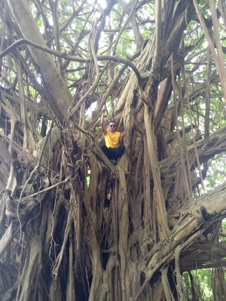 An Unidentified Lambda Theta Chapter Member In A Tree Photograph