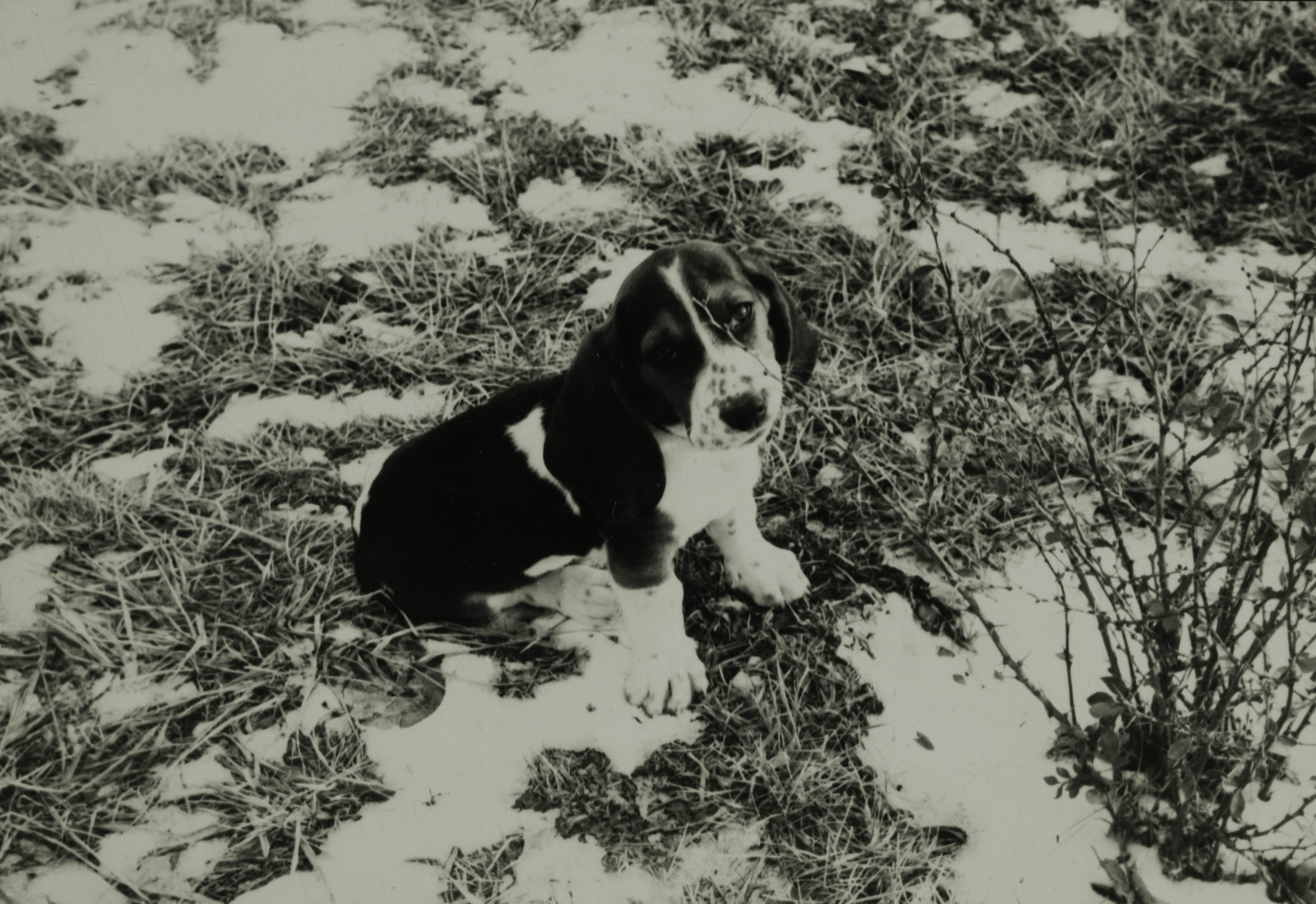 Alpha Omega Chapter Puppy on Snowy Lawn Photograph