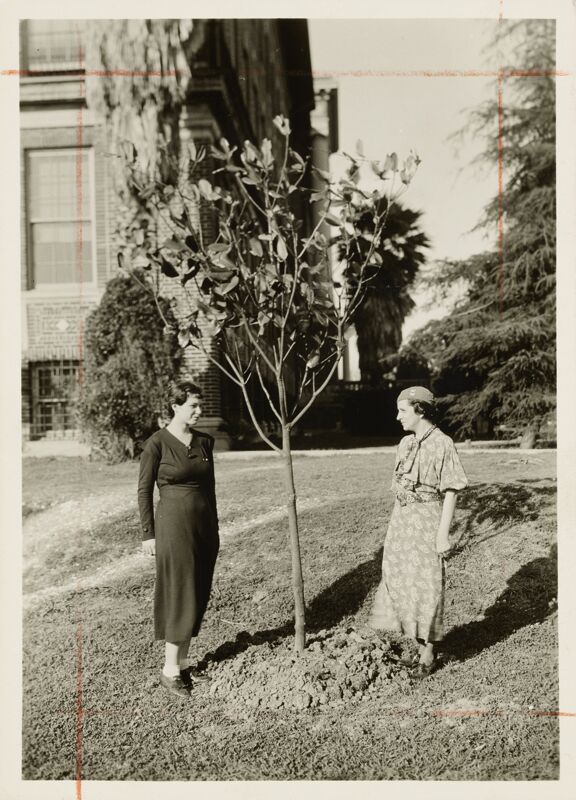 Alumnae with Magnolia Tree at Wesleyan College Photograph Image