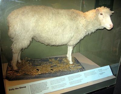 Dolly the Sheep