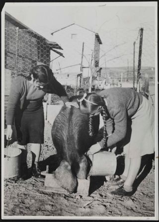 Girls Learning the Care and Feeding of Pigs Photograph, 1951