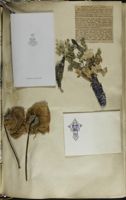 SK_Washington_Scrapbook1_Box1_049.jpg