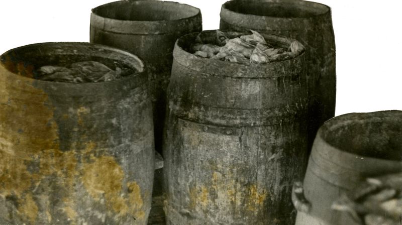 Bait Girl Photographs