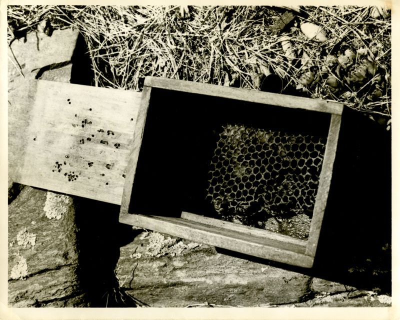 Wild Honeybee Hunt Photographs