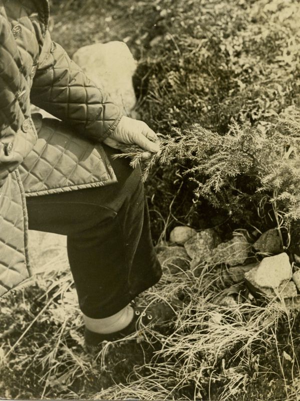 Old Remedies Photographs