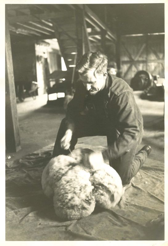Shearing Photographs