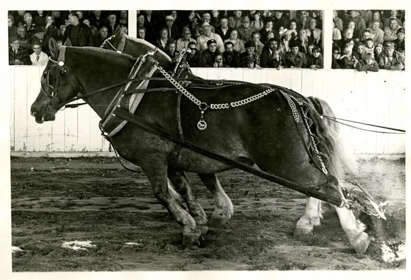 Horse Pulling Photographs
