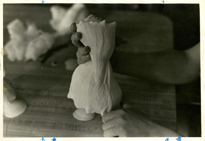 Designing with Shells Photographs