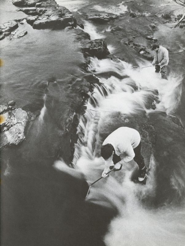 The Alewives Are Running