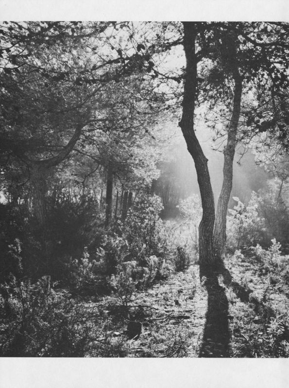 The Search (A Story about Evelyn Turner)