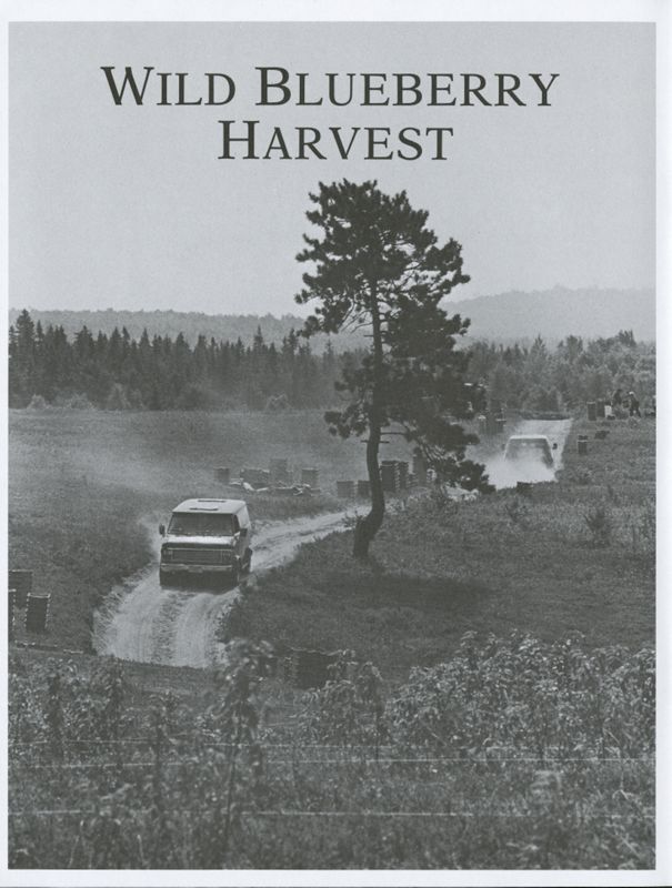 Wild Blueberry Harvest