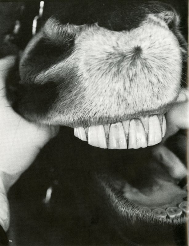 Large Animal Veterinarian