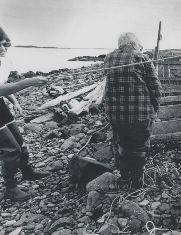 Culling Island Sheep, South Addison, 1984