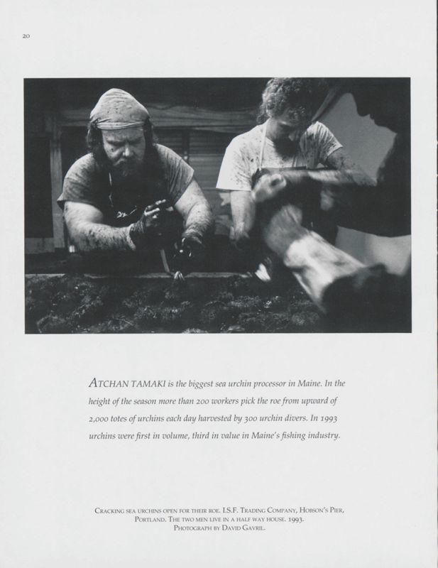 Cracking Sea Urchins, Portland, 1993