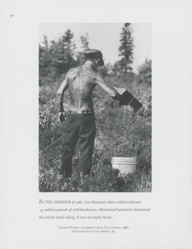 Raking Blueberries, Gouldsboro, 1985