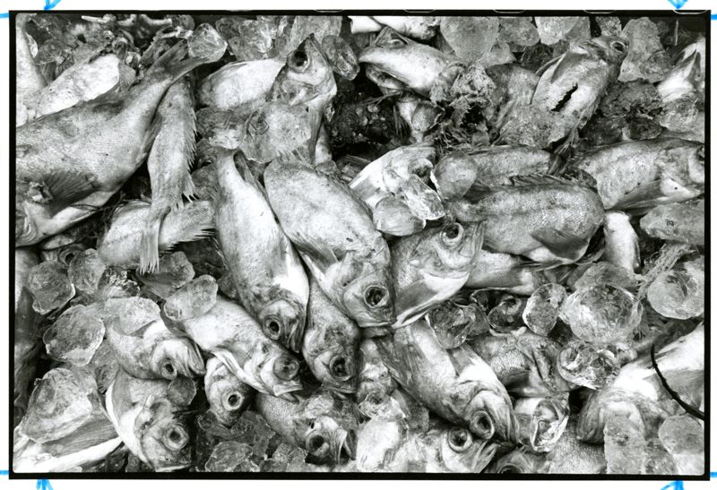 Lamont Allen Photographs