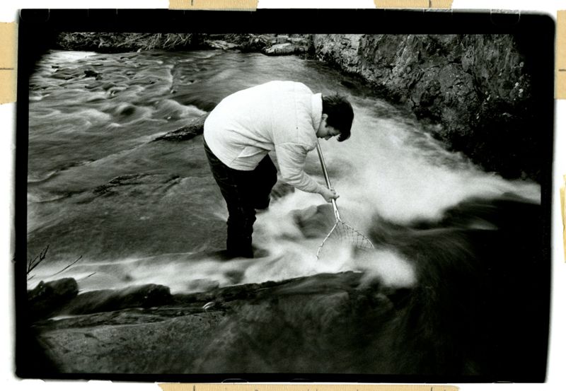 The Alewives are Running! Photographs