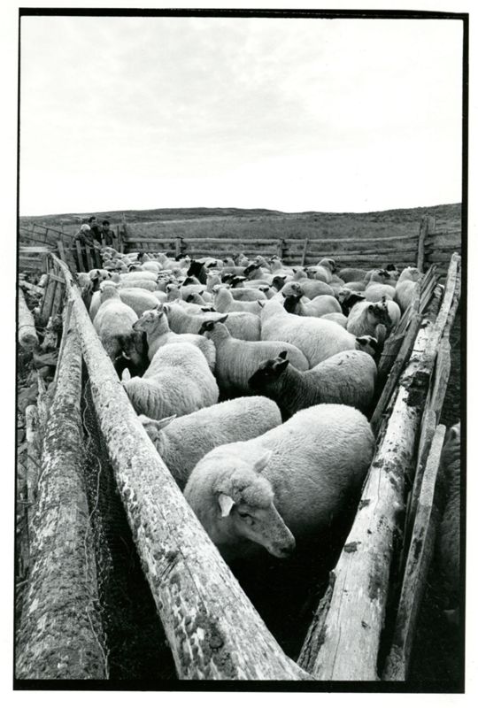 Island Sheep Photographs