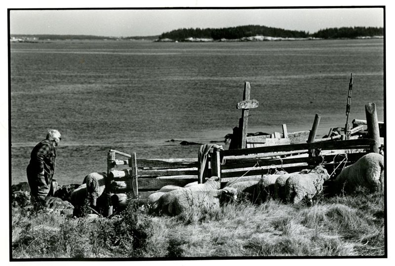 Jenny - Island Shepherdess Photographs