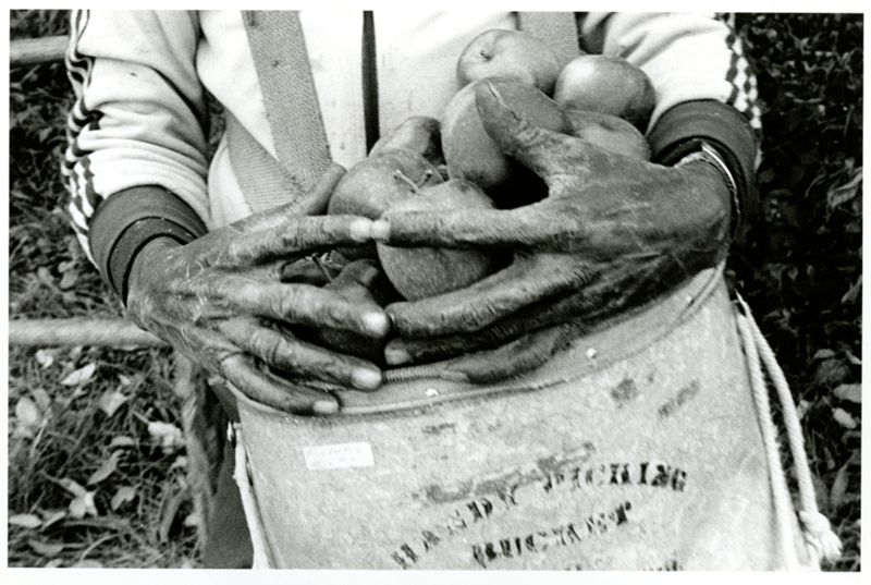 Just Comin' and Goin' - Apple Pickers