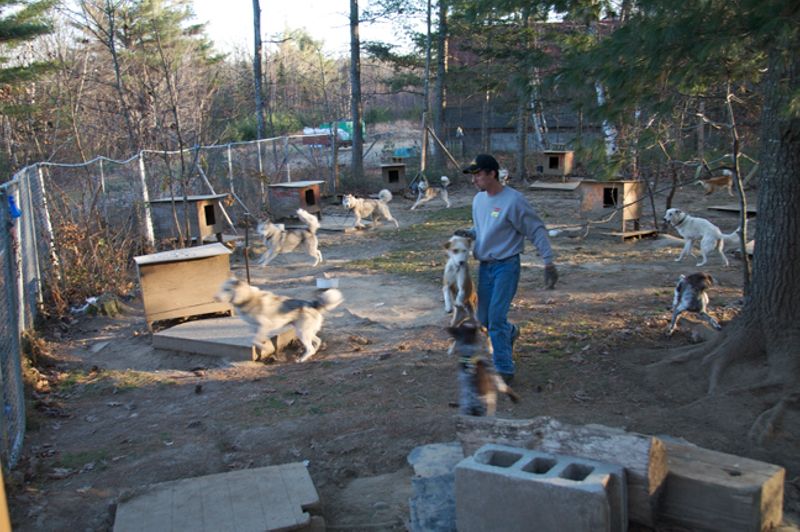 Run Dog Run Photographs