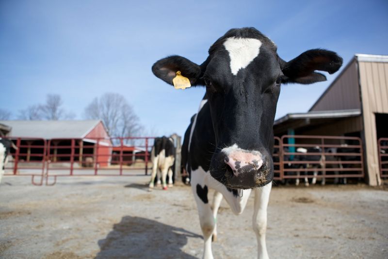 Annabelle: A Boy's Thoughts on Cows
