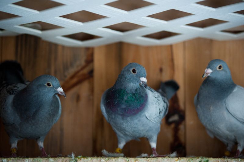 Poor Man's Horse Race