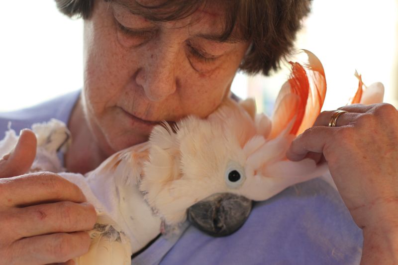 A House in Harmony: Siesta Bird Sanctuary Photographs