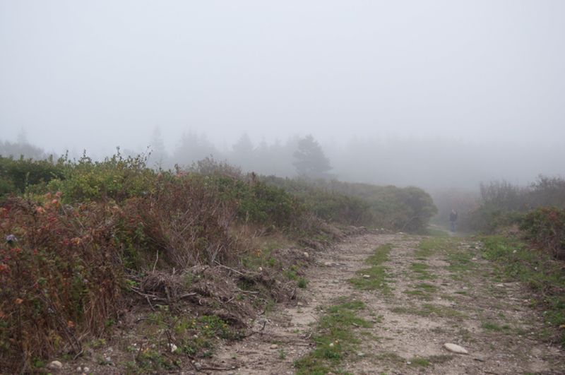 This is Surely the Ideal