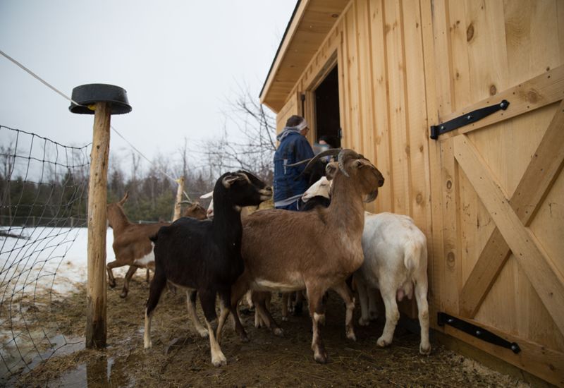 Goats, Horses, and Alpacas