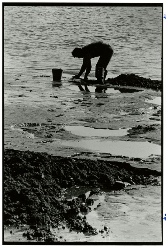 Scarborough Marsh Photographs
