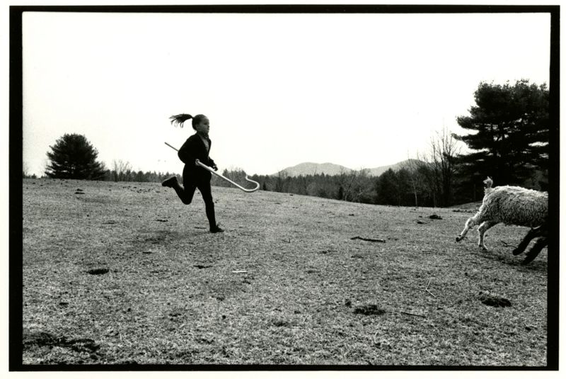 Cashmere Goats Photographs