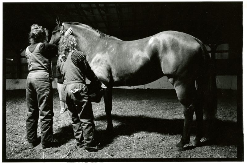Denise L. McNitt, D.V.M. (Equine Vet)