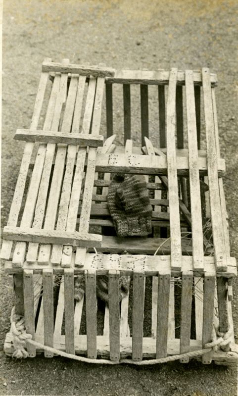 Trapping Mittens Photographs