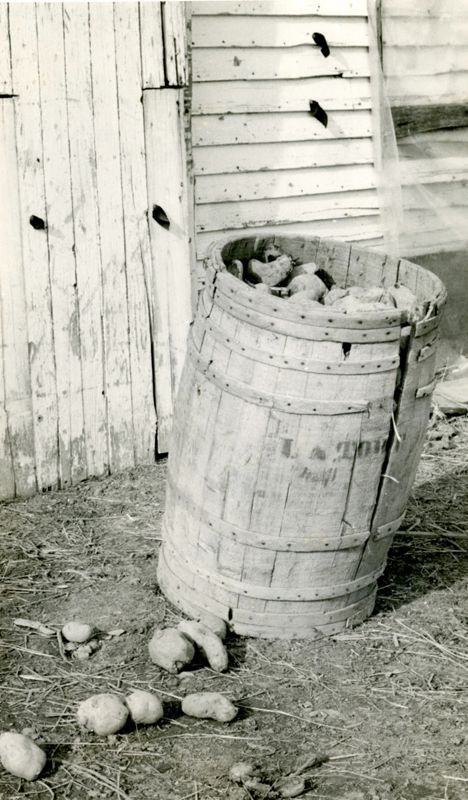 Potato Barrel Making Photographs