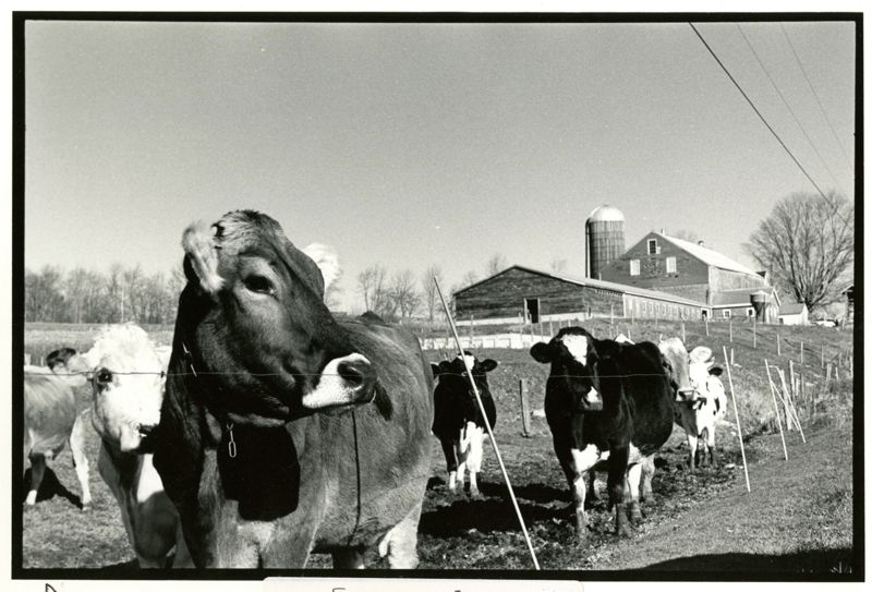Nuttings Dairy Farm Photographs