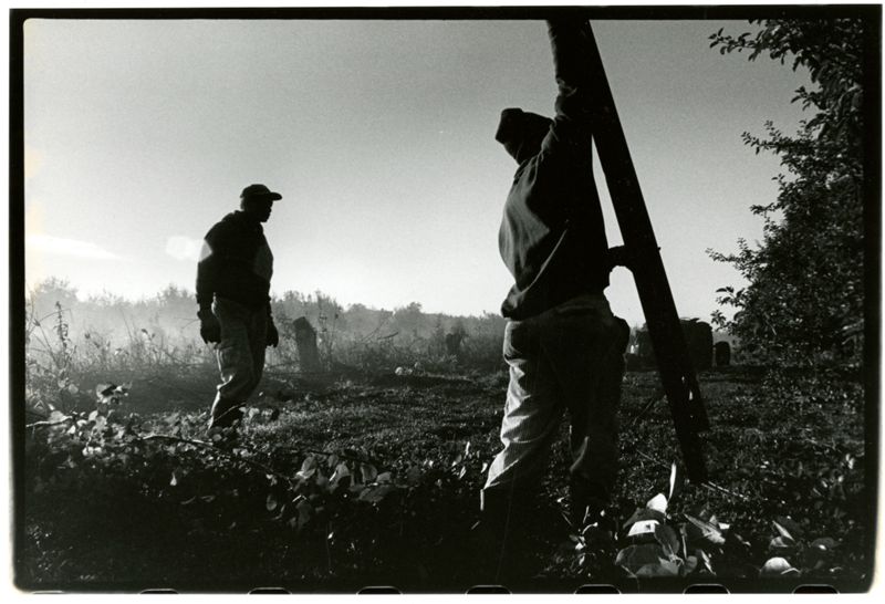 Jamaican Apple Pickers: 