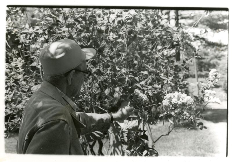 I Go Out and Talk to Them All - Lilacs Photographs