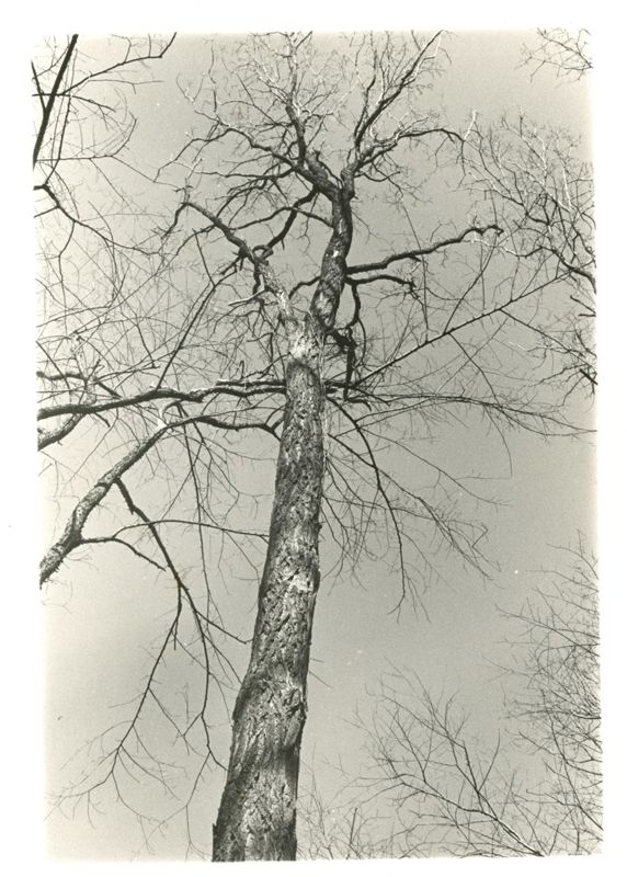 Felling a Tree Photographs