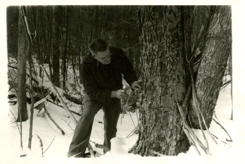 Sumach Sap Spiles Photographs