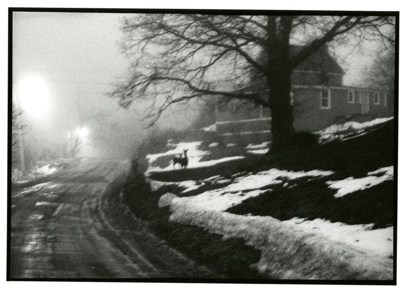 Cliff Island Nine Miles Out