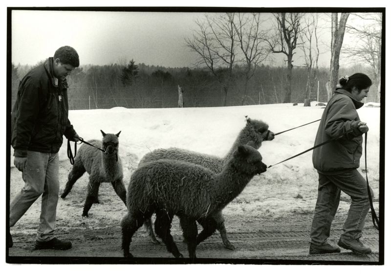 Soft as Cashmere/Smooth as Silk: A Famly-run Alpaca Farm