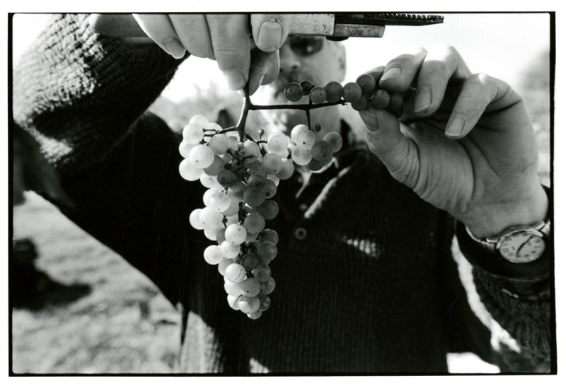 Reinventing the Family Farm - John & Stephanie Clapp: Winemakers in Lincolnville, ME