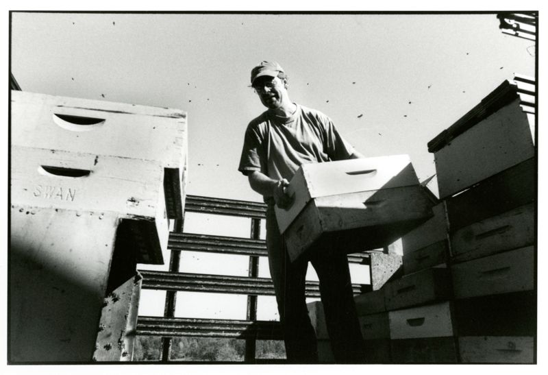 Swan's Honey Photographs