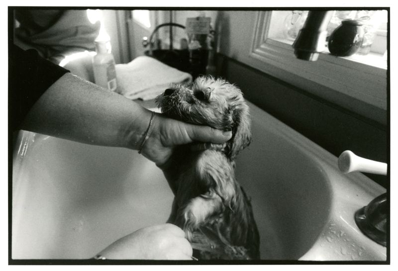 Puppy Love: A Maine Breeder's Tale