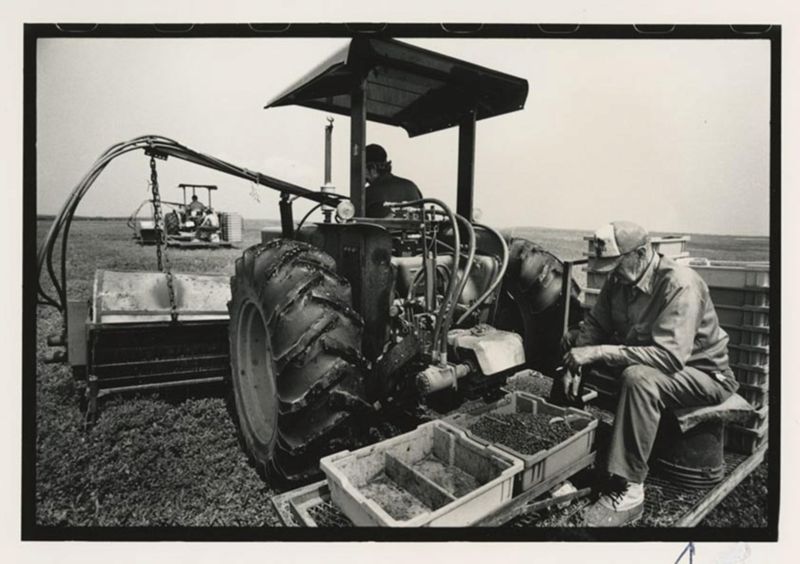 Wild Blueberry Harvest Photographs