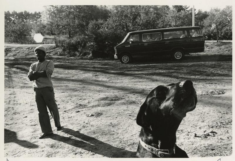 Jamaican Apple Pickers